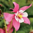 Aquilegia Hybrida